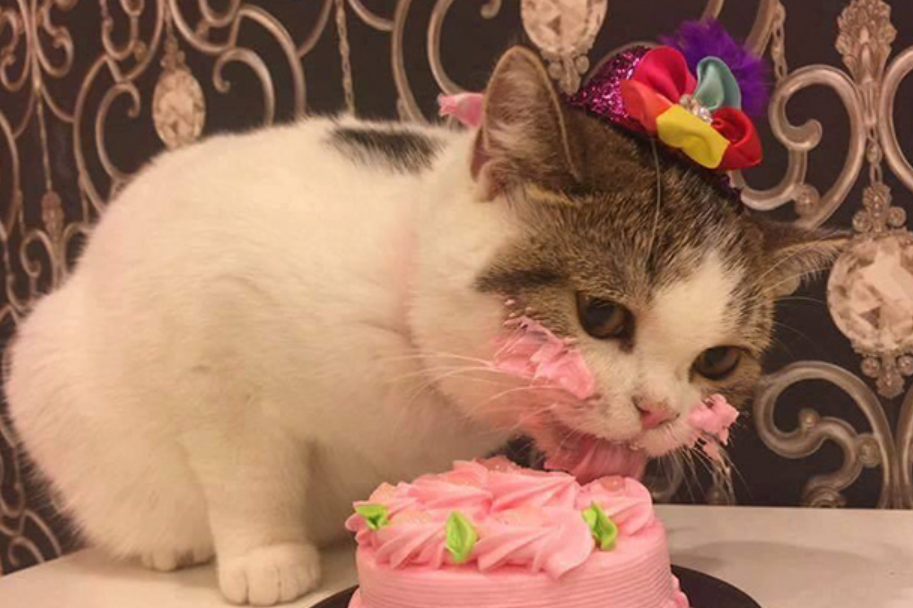 Can Cats Eat Cake?