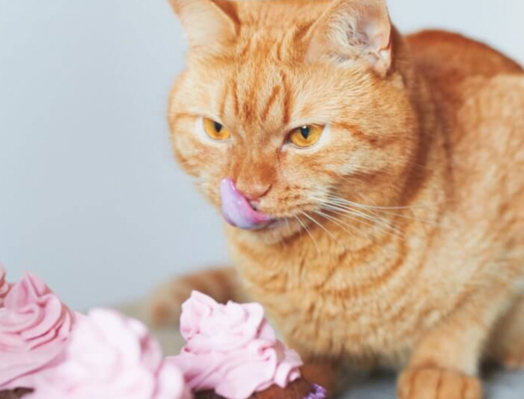 Can Cats Eat Cake?