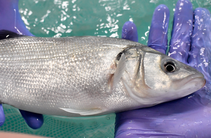 Comparing Branzino and Sea Bass: A Comprehensive Guide