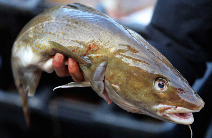 The Ultimate Guide to Comparing Cod vs Tilapia